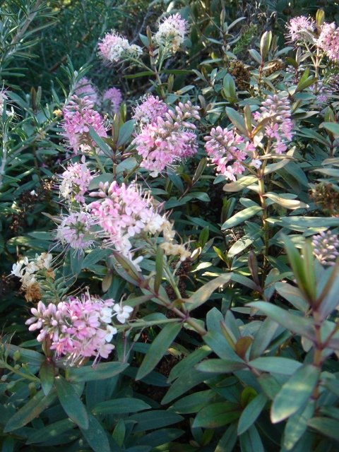 Hebe x 'Nicolas Blush'